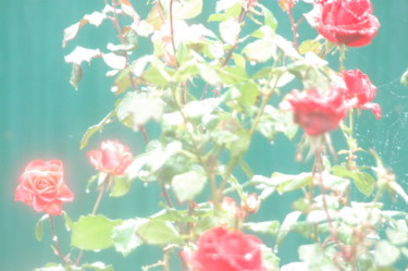 Фотография под названием "Blurry Roses" - Irina Kromm, Подлинное произведение искусства, Цифровая фотография