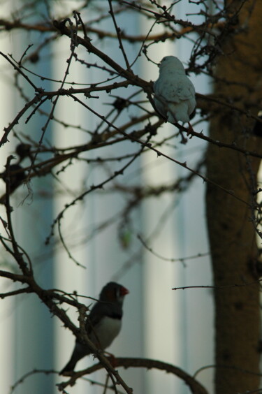 Fotografia zatytułowany „Birds” autorstwa Irina Kromm, Oryginalna praca, Fotografia cyfrowa