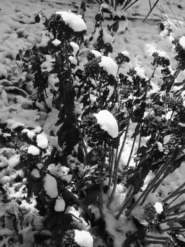 Картина под названием "Зима" - Irina Kromm, Подлинное произведение искусства, Манипулированная фотография Установлен на Дере…