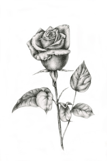 Drawing titled "Rose" by Irina Laskin, Original Artwork, Graphite