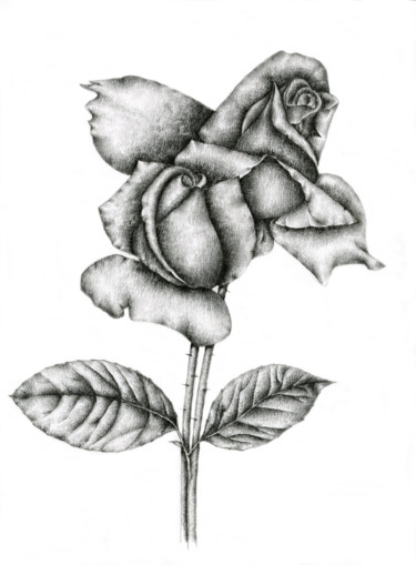 Drawing titled "Roses" by Irina Laskin, Original Artwork, Graphite
