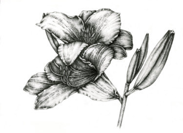 Drawing titled "Lily" by Irina Laskin, Original Artwork, Graphite