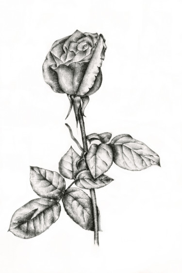 Drawing titled "Rose" by Irina Laskin, Original Artwork, Graphite