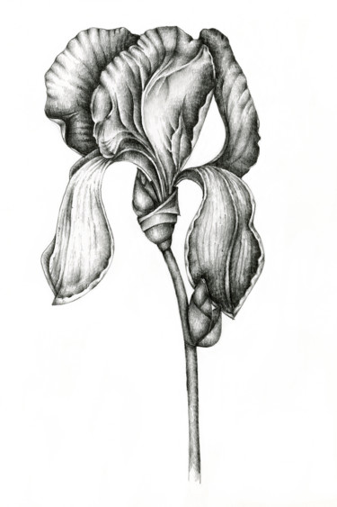 Drawing titled "Iris" by Irina Laskin, Original Artwork, Graphite