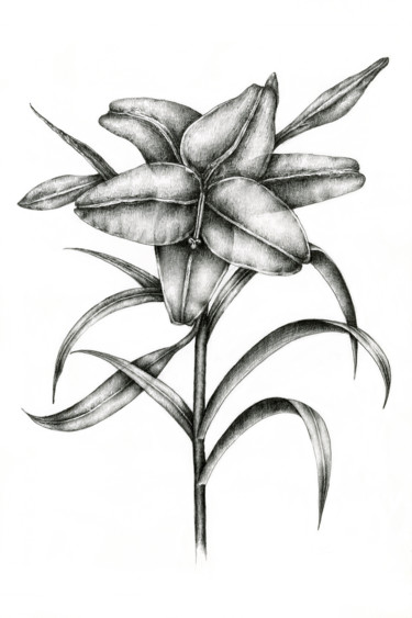 Drawing titled "Lily" by Irina Laskin, Original Artwork, Graphite