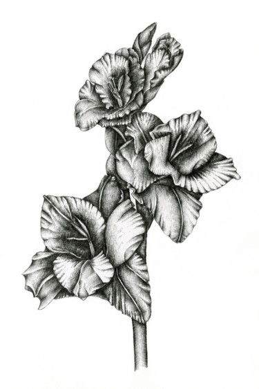 Drawing titled "Gladiolus" by Irina Laskin, Original Artwork, Graphite