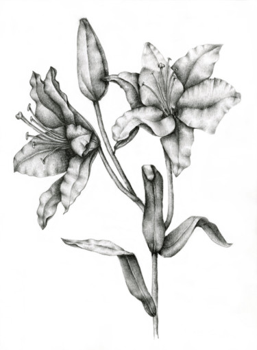 Drawing titled "Lilies" by Irina Laskin, Original Artwork, Graphite