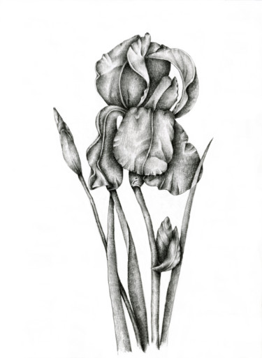 제목이 "Iris"인 그림 Irina Laskin로, 원작, 흑연