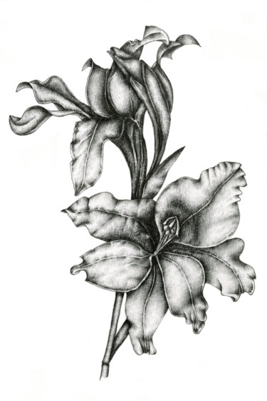 Drawing titled "Gladiolus" by Irina Laskin, Original Artwork, Graphite