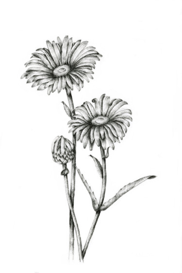 Drawing titled "Gerbera" by Irina Laskin, Original Artwork, Graphite