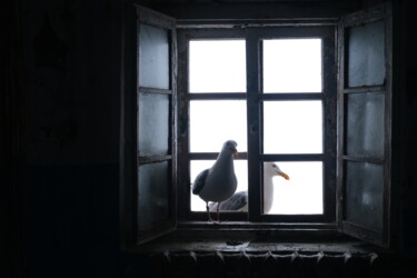 Photographie intitulée "Seagulls" par Irina Ten, Œuvre d'art originale, Photographie numérique