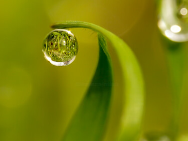 Photographie intitulée "Droplet" par Irina Bbota, Œuvre d'art originale, Photographie numérique