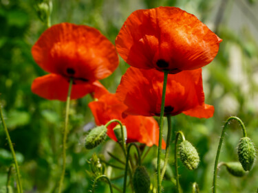 Photography titled "Poppies" by Irina Bbota, Original Artwork, Digital Photography