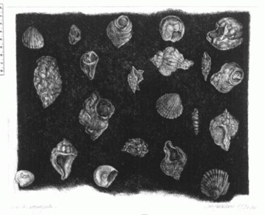 Incisioni, stampe intitolato "conchiglie" da Iris Cavallone, Opera d'arte originale