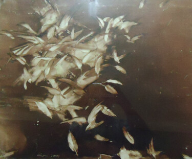 Peinture intitulée "combat d'oiseaux" par Irki, Œuvre d'art originale