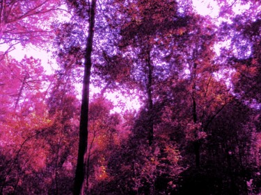 Фотография под названием "Dry forest ( Global…" - Irvin Grassi, Подлинное произведение искусства, Манипулированная фотография