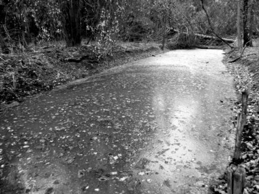 Fotografía titulada "Dead swamp" por Irvin Grassi, Obra de arte original, Fotografía digital
