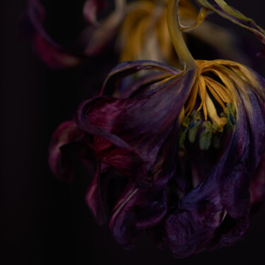 摄影 标题为“Dark maroon” 由Iryna Domashenko, 原创艺术品, 数码摄影