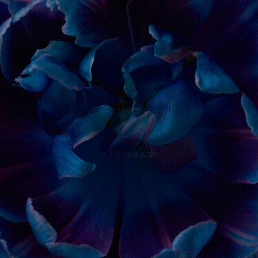 Fotografía titulada "Blue colour" por Iryna Domashenko, Obra de arte original, Fotografía digital