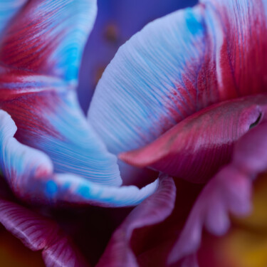 Fotografia zatytułowany „Tulip” autorstwa Iryna Domashenko, Oryginalna praca, Fotografia cyfrowa