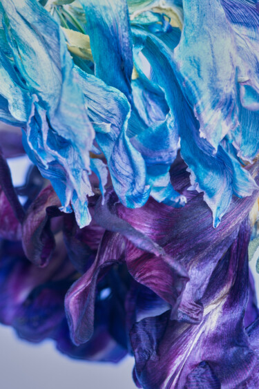 제목이 "lavender"인 사진 Iryna Domashenko로, 원작, 디지털