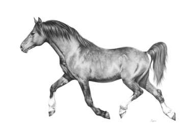 Drawing titled "Pencil drawing of a…" by Irynahorseart, Original Artwork, Pencil