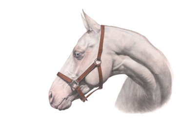 제목이 "Cremello Akhal-Teke"인 그림 Irynahorseart로, 원작, 흑연