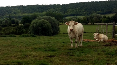 Photography titled "Vaches en Pays d'Au…" by Isa-Isarielle, Original Artwork, Non Manipulated Photography