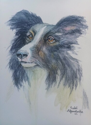 Painting titled "Border Collie" by Isabel Alfarrobinha, Original Artwork, Watercolor