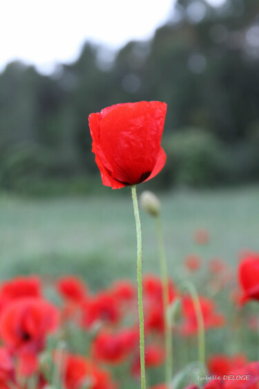 Photography titled "COQUELICOT 2" by Isabelle Deloge, Original Artwork, Digital Photography