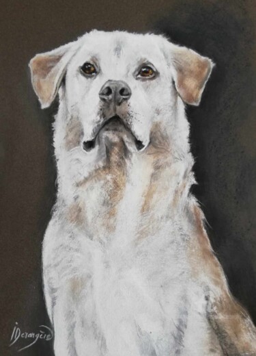 Painting titled "Labrador commande" by Isabelle Derangere, Original Artwork, Pastel