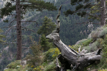 Photographie intitulée "Antilope" par Isabelle Pautrot, Œuvre d'art originale, Photographie non manipulée