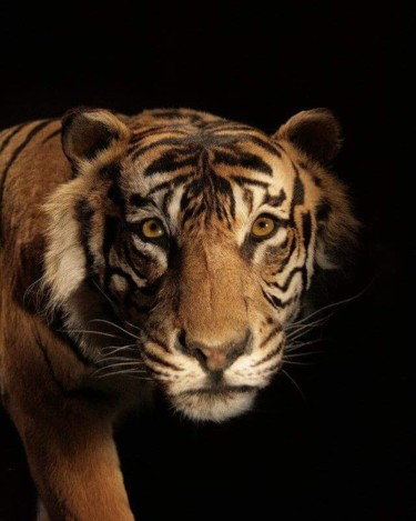 Photographie intitulée "Tigre" par Isabelle Pautrot, Œuvre d'art originale