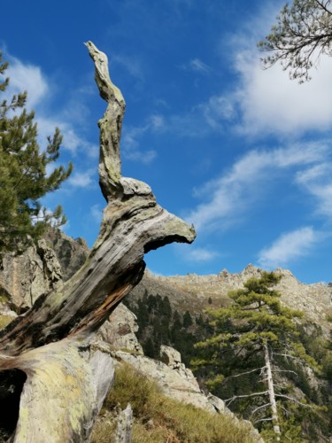 Photographie intitulée "Antilope 2019" par Isabelle Pautrot, Œuvre d'art originale, Photographie numérique