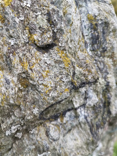 Photographie intitulée "Pensée sauvage ou l…" par Isabelle Pautrot, Œuvre d'art originale, Photographie non manipulée