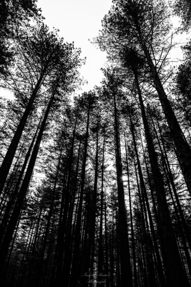 Fotografie getiteld "Au cœur de la forêt" door Isabelle Pautrot, Origineel Kunstwerk, Digitale fotografie