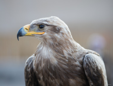 Photographie intitulée "Rapace" par Isabelle Pautrot, Œuvre d'art originale