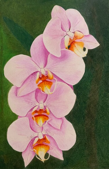 Drawing titled "branche d'orchidées" by Isabelle Tysiac, Original Artwork, Pencil