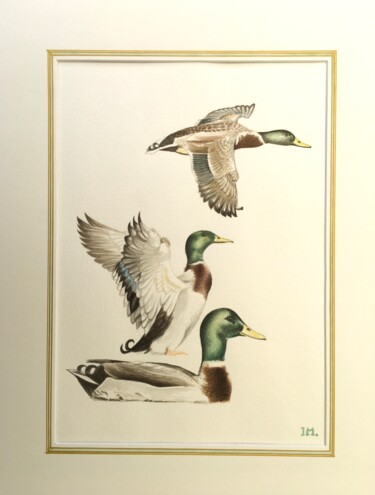 Painting titled "Canards colvert 3" by Isabelle Molinard, Original Artwork, Watercolor