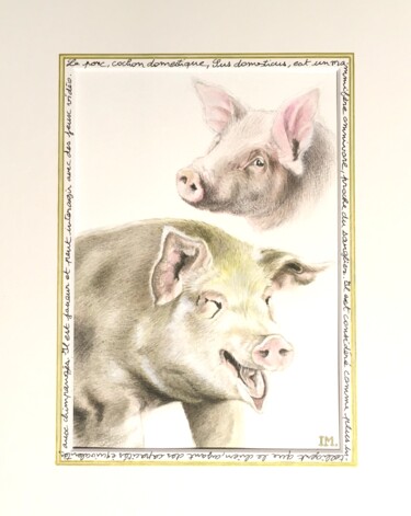 Painting titled "Cochon domestique" by Isabelle Molinard, Original Artwork, Watercolor
