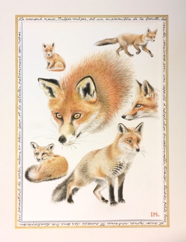 Peinture intitulée "Renards roux" par Isabelle Molinard, Œuvre d'art originale, Aquarelle