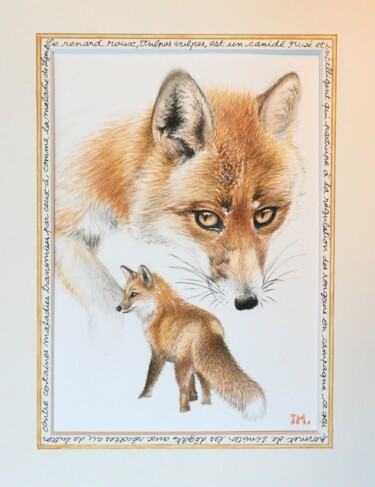 Painting titled "Renard roux" by Isabelle Molinard, Original Artwork, Watercolor