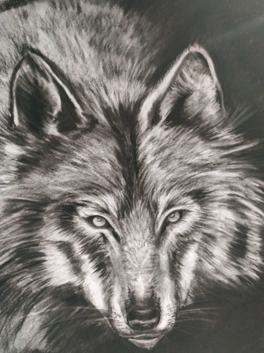 Drawing titled "Loup gris" by Virginie Isfaoui, Original Artwork, Charcoal