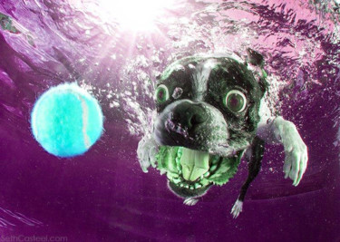 Schilderij getiteld "crazy dog" door Ryan Lastdrager, Origineel Kunstwerk, Aquarel