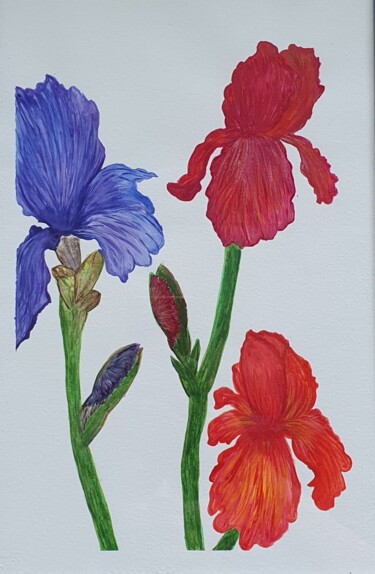 Pittura intitolato "Irises" da Iuliana Apostol, Opera d'arte originale, Acquarello