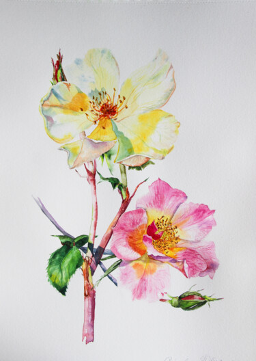 Dessin intitulée "Roses" par Iuliia Serpilina, Œuvre d'art originale, Aquarelle
