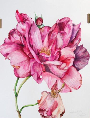 Dessin intitulée "Rose Rugosa" par Iuliia Serpilina, Œuvre d'art originale, Aquarelle