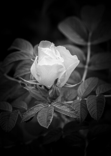 Fotografie getiteld "White flower on a b…" door Iurii Baklykov, Origineel Kunstwerk, Digitale fotografie