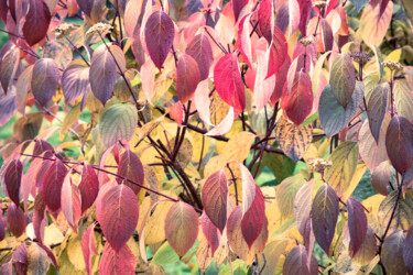 Fotografia intitolato "Multicolored leafs…" da Iurii Baklykov, Opera d'arte originale, Fotografia digitale