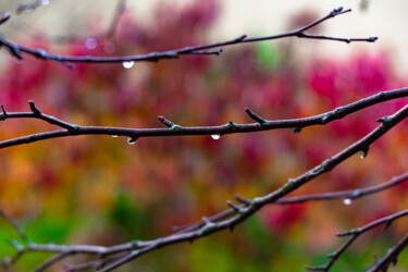 Photography titled "Raindrops the backg…" by Iurii Baklykov, Original Artwork, Digital Photography